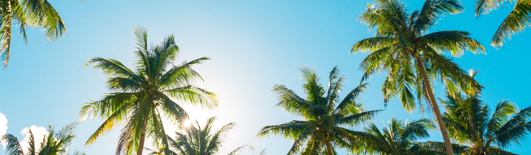 A Forest Of Palm Trees